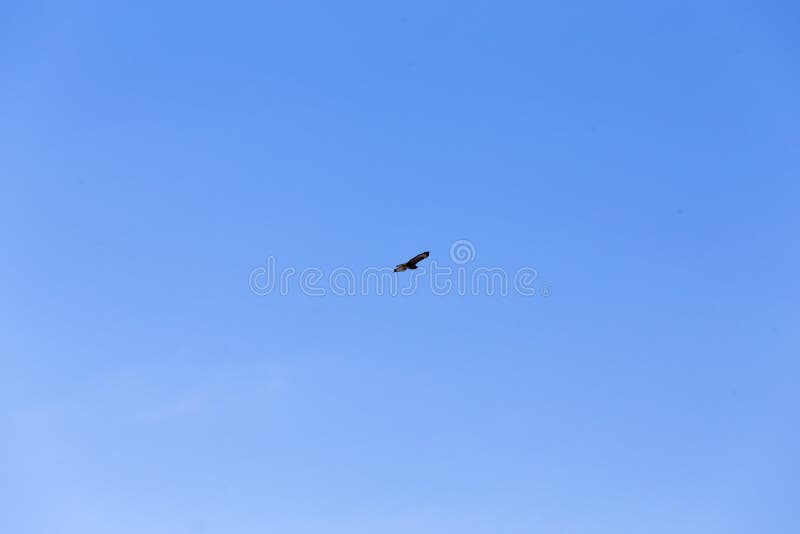 Eagle flying on blue sky royalty free stock images Eagle flying on blue sky royalty free stock images