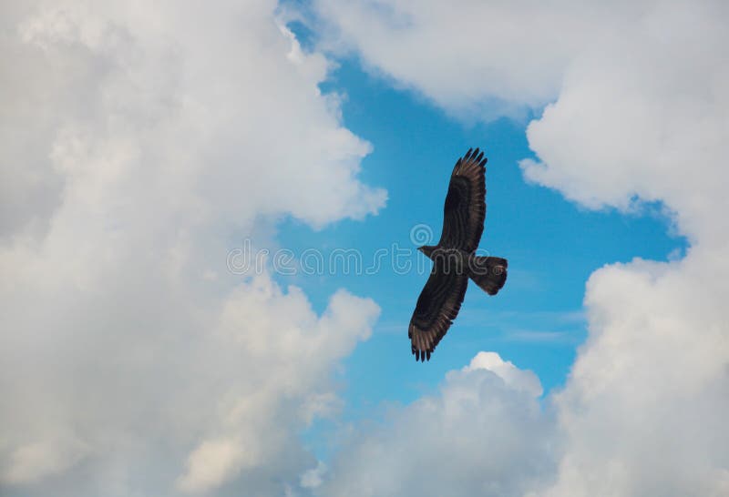 Eagle flying in the sky stock image. Image of eagle, beautiful - 28527987