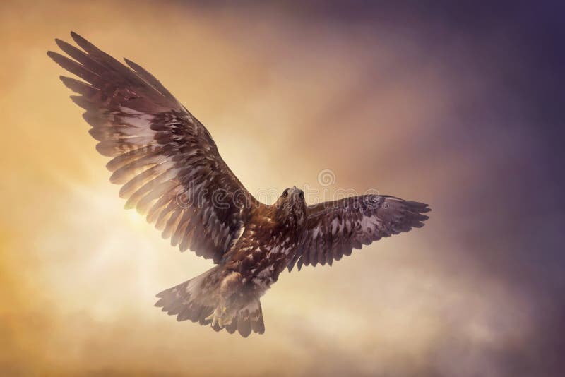 Eagle flying stock photography Eagle flying stock photography