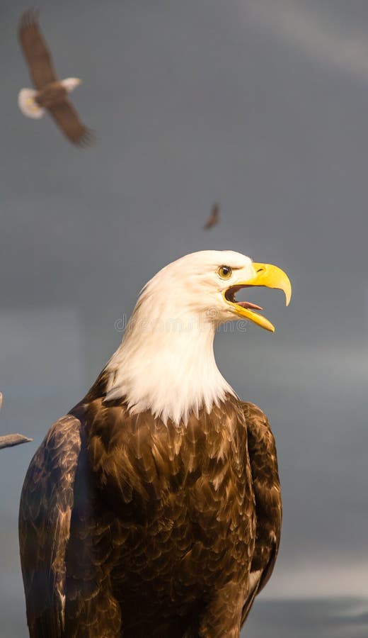 Eagle on Grey stock photo. Image of raptor, beak, symbol 64435760