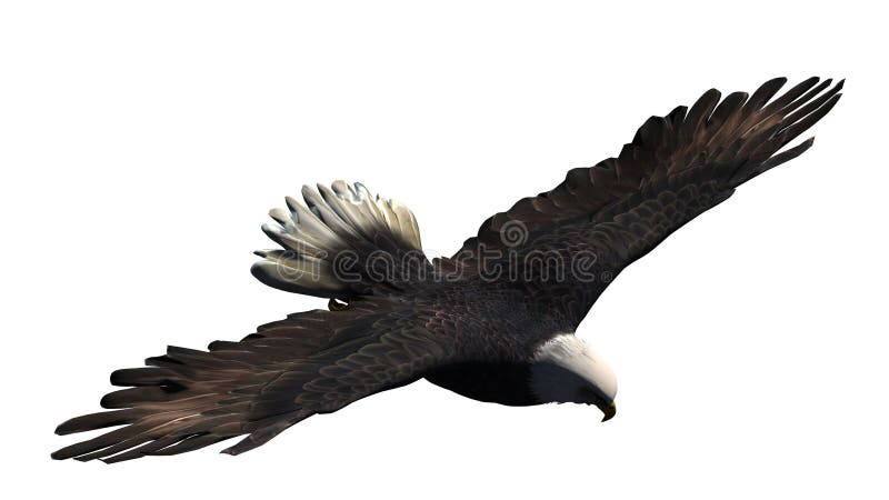 Eagle ha isolato su fondo bianco fotografia stock Eagle ha isolato su fondo bianco fotografia stock
