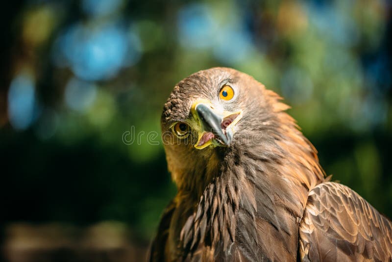 Eagle Haliaeetus albicilla on green grass