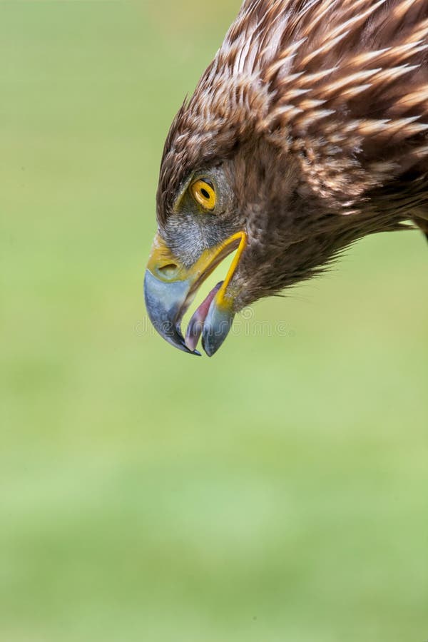 De cerca de águila cabeza.