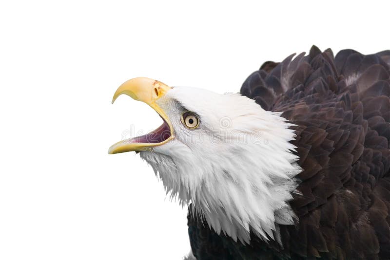 Eagle isolated stock photography