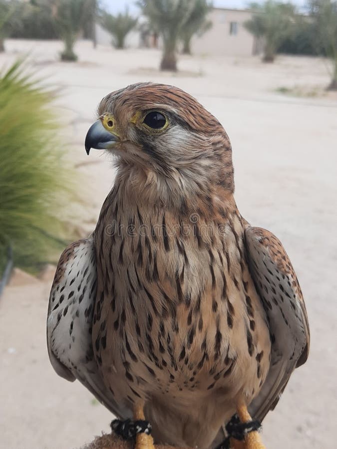 The Eagle that is Kuwait& X27;s National Bird Stock Photo Image of