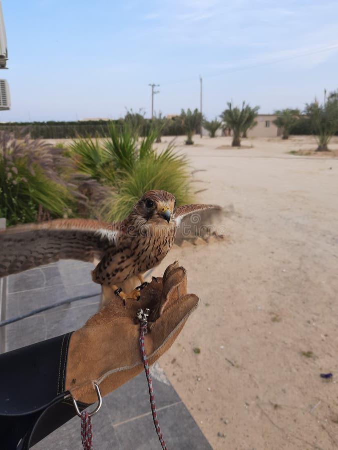 The Eagle that is Kuwait& X27;s National Bird Stock Photo Image of