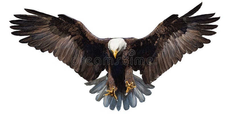 Eagle landing hand draw on white background vector.