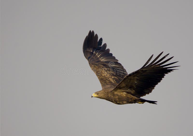 Eagle macchiato maggior (L'Aquila Clanga) fotografia stock libera da diritti Eagle macchiato maggior (L'Aquila Clanga) fotografia stock libera da diritti