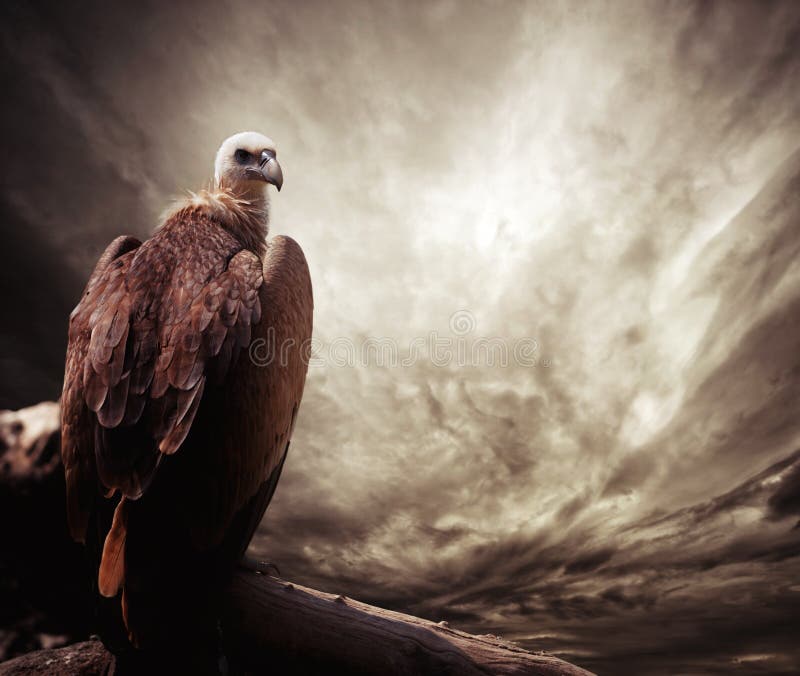 Eagle mot himmel arkivbilder Eagle mot himmel arkivbilder