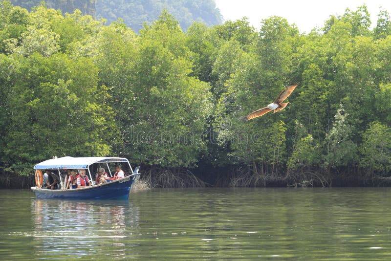 Eagle observant sur le tour de bateau chez Pulau Langkawi, Malaisie photographie stock Eagle observant sur le tour de bateau chez Pulau Langkawi, Malaisie photographie stock
