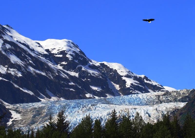 Americano calvo aquila ascendente Attraverso ghiacciaio,.