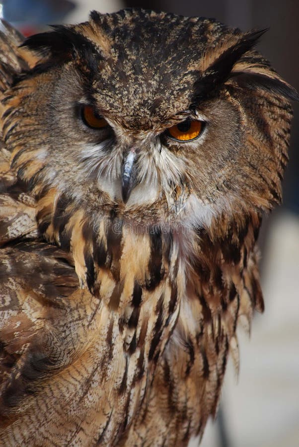 Eagle owl