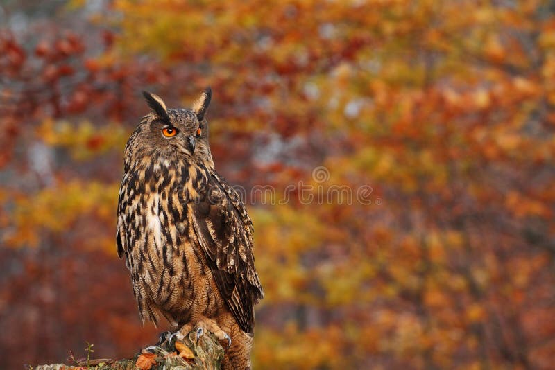 Eurasian Eagle Owl in the autumn's forest