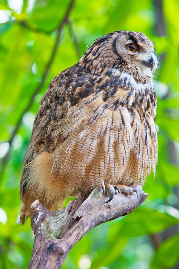 Eagle owl 2 stock image. Image of wild, feather, raptor 23223053