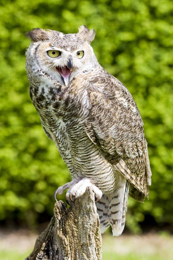 Eagle Owl