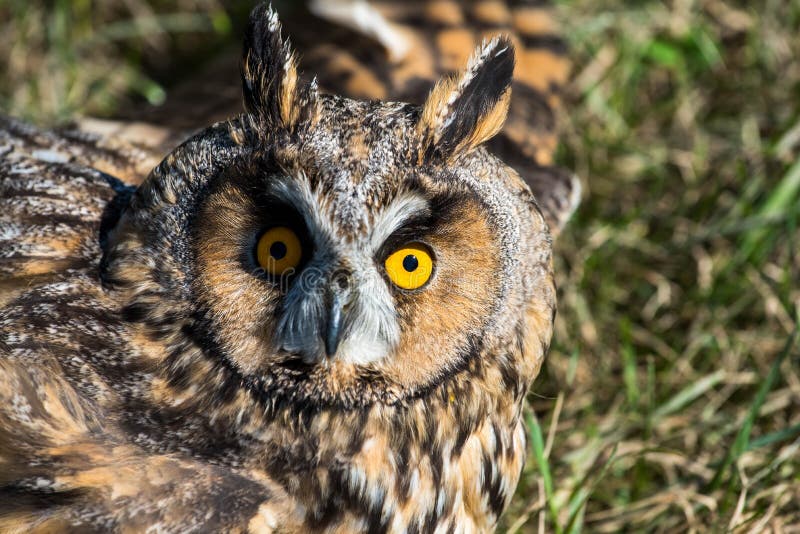 Eagle Owl Asio Otus with Broken Wings Stock Image - Image of brown ...
