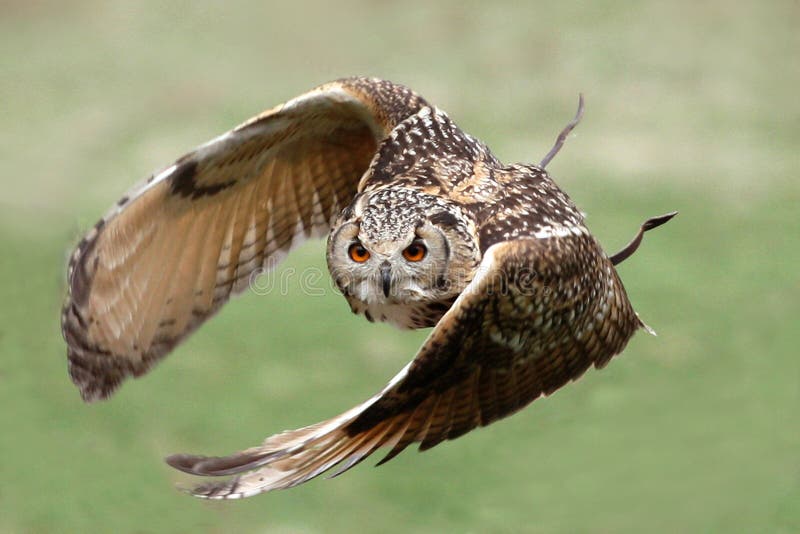 Un bellissimo gufo reale in volo in arrivo direttamente a voi.