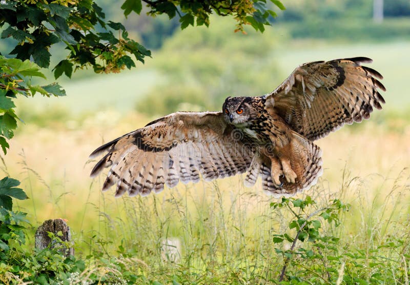 Eagle Owl Landing royaltyfria foton Eagle Owl Landing royaltyfria foton
