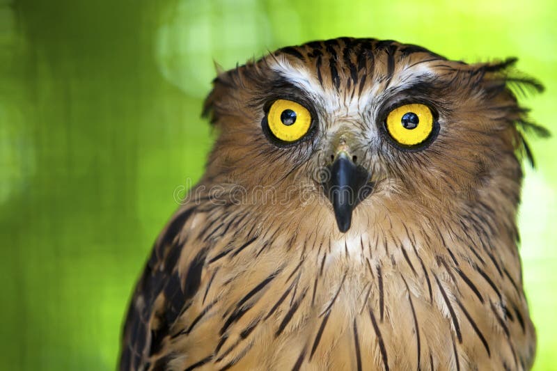 Eagle owl with piercing eyes.