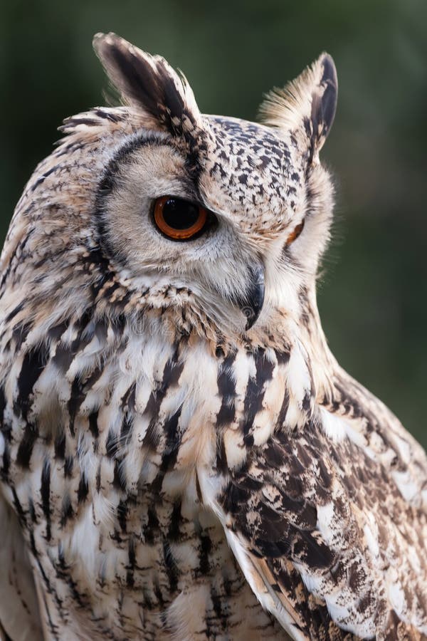 Tri štvrtiny portrét zblízka z izolovaný eagle owl pozeral upozornenie smerom nadol ukazuje orange očí a pierko detail.