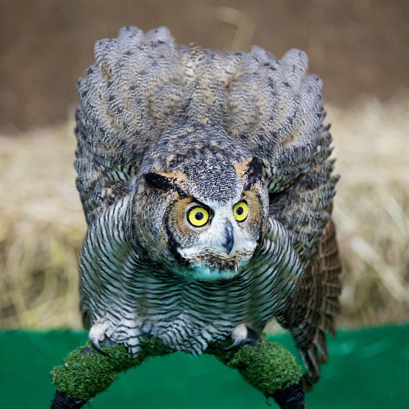 Eagle Owl /An örnuggla