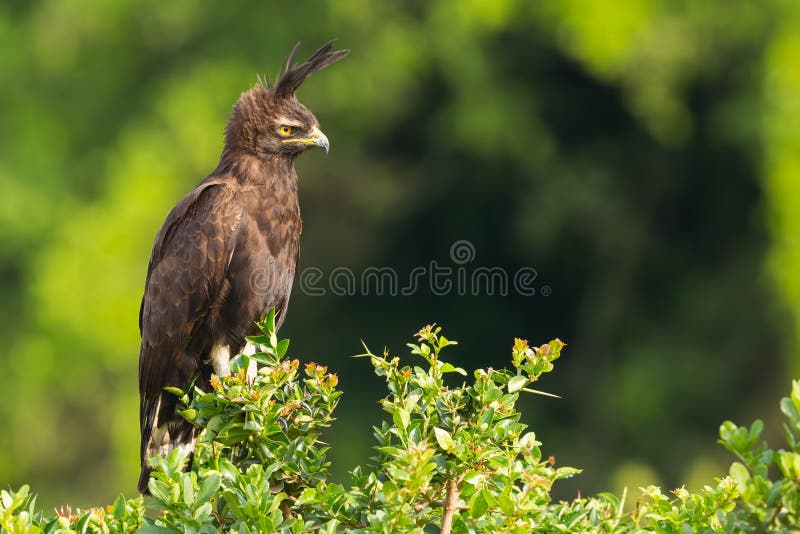 A Long-crested Eagle (aka Long-crested Hawk Eagle), perched on top of an Acacia tree in Kenya's Nairobi National Park. A Long-crested Eagle (aka Long-crested Hawk Eagle), perched on top of an Acacia tree in Kenya's Nairobi National Park.