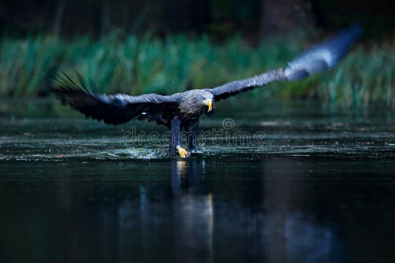Eagle polowanie Eagle w komarnicie nad ciemny jezioro Ogoniasty Eagle, Haliaeetus albicilla, lota above - wodna rzeka, ptak zdoby obraz royalty free Eagle polowanie Eagle w komarnicie nad ciemny jezioro Ogoniasty Eagle, Haliaeetus albicilla, lota above - wodna rzeka, ptak zdoby obraz royalty free