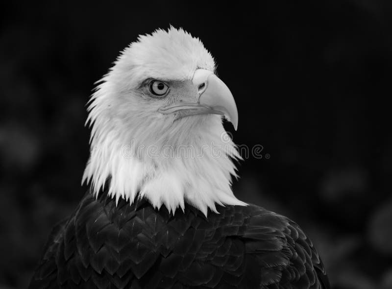 Eagle Portrait chauve adulte renversant photo libre de droits Eagle Portrait chauve adulte renversant photo libre de droits