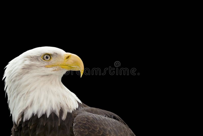 Profile of American Bald eagle isolated against black background. Profile of American Bald eagle isolated against black background