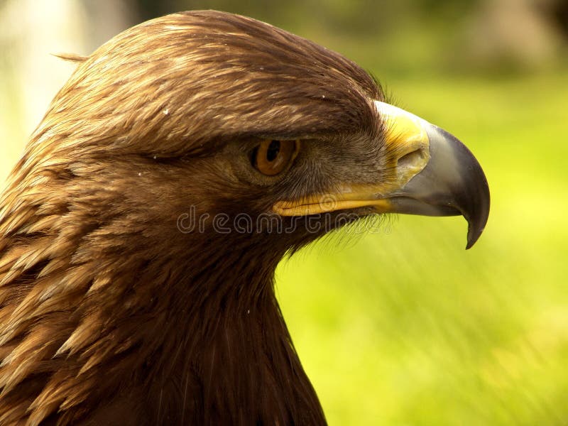 Eagle profile portrait