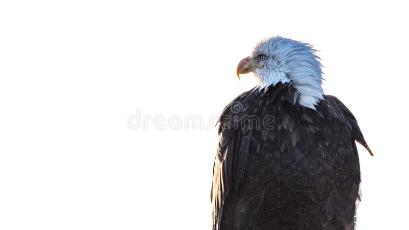 Eagle Profile Portrait calvo su bianco immagini stock libere da diritti Eagle Profile Portrait calvo su bianco immagini stock libere da diritti
