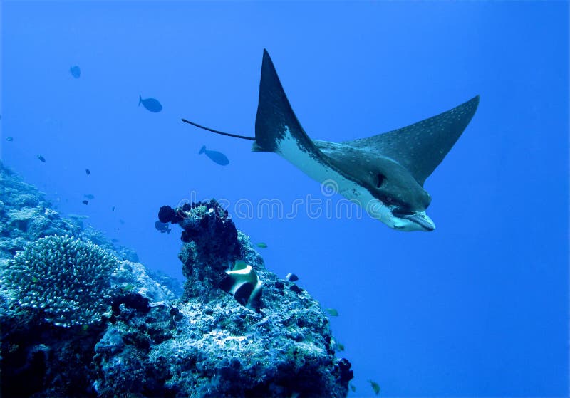 Eagle ray