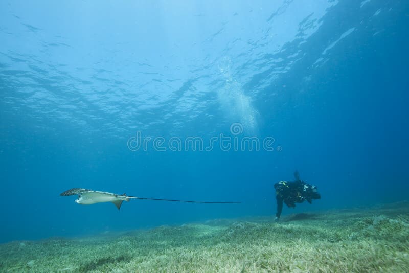 Eagle ray, underwater photographer and ocean