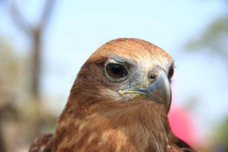 golden eagle eye golden eagle eye