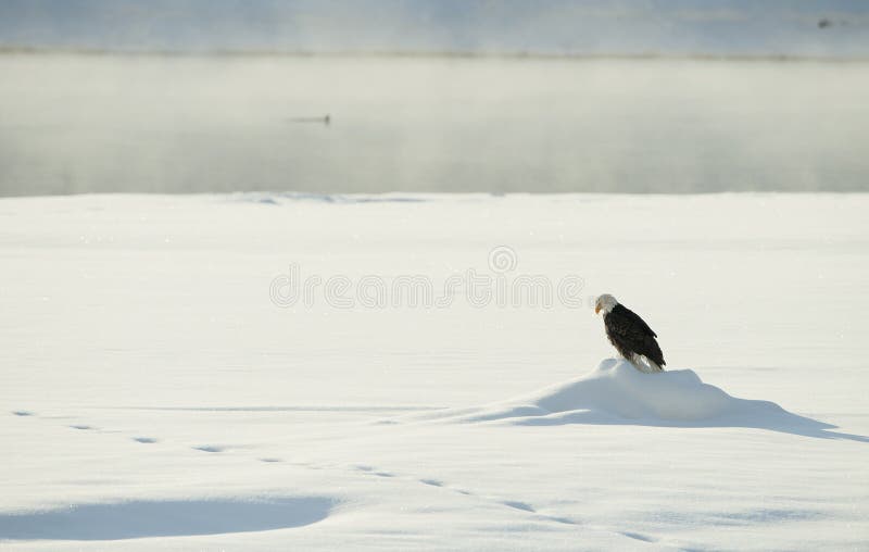 The Eagle Sits on Snow on the Frozen River Stock Image Image of