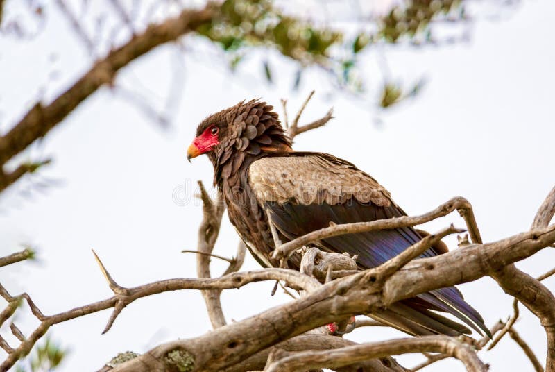 The Eagle is Sitting on the Branches of Trees. Kenya, a National Stock