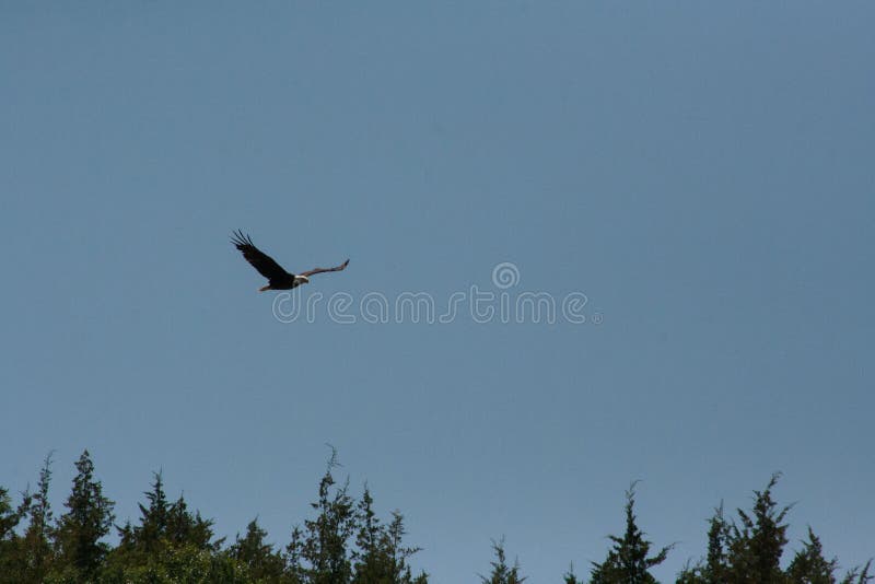 Eagle Soaring Over Trees chauve photo stock Eagle Soaring Over Trees chauve photo stock