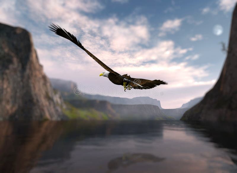 Eagle soaring over water. stock image. Image of bald 13237145