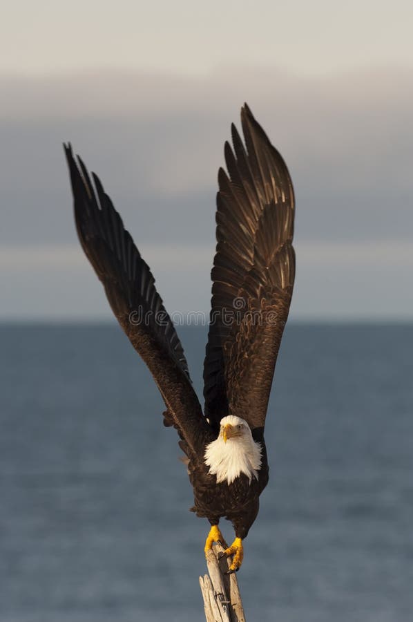 Eagle on stick taking flight royalty free stock image