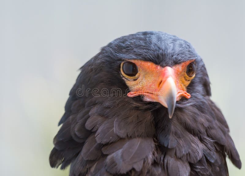 Eagle stirrande royaltyfria foton Eagle stirrande royaltyfria foton