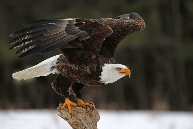 Eagle Take-Off calvo foto de archivo Eagle Take-Off calvo foto de archivo