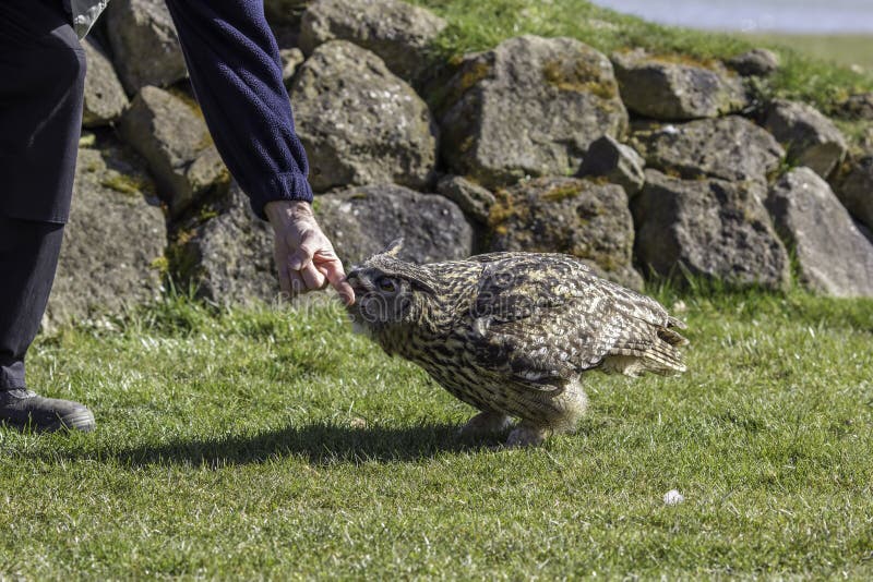 Eagle-uil die onschadelijk een mens aanvallen royalty-vrije stock fotografie Eagle-uil die onschadelijk een mens aanvallen royalty-vrije stock fotografie