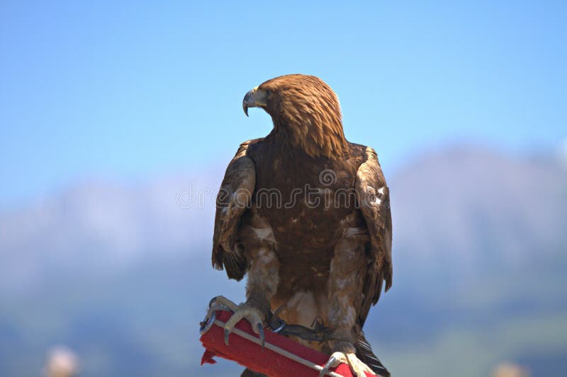 Eagle van Kalajun stock afbeeldingen Eagle van Kalajun stock afbeeldingen