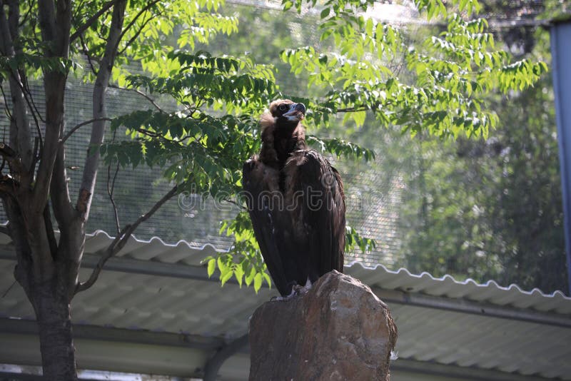 Eagle, Vulture, Vulture, Vulture Stock Image - Image of bird, vultures ...