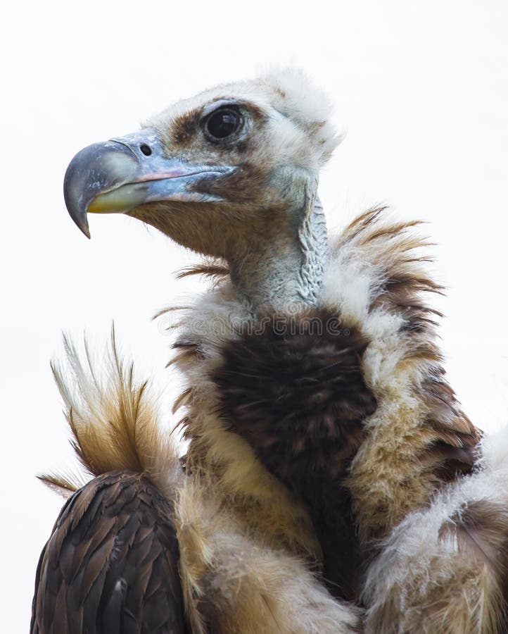Eagle stock image. Image of proud, strength, pets, wildlife 73538339