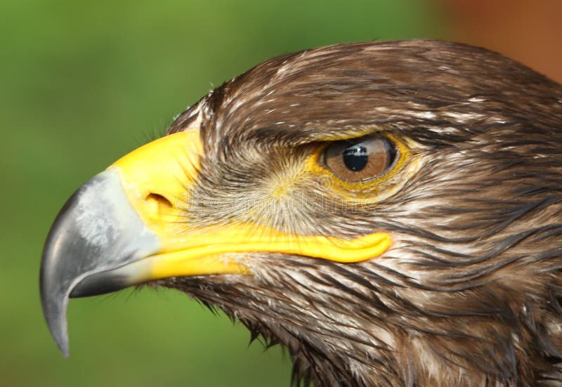 Eagle With Yellow Hooked Beak And The Watchful Eye Stock Photo Image
