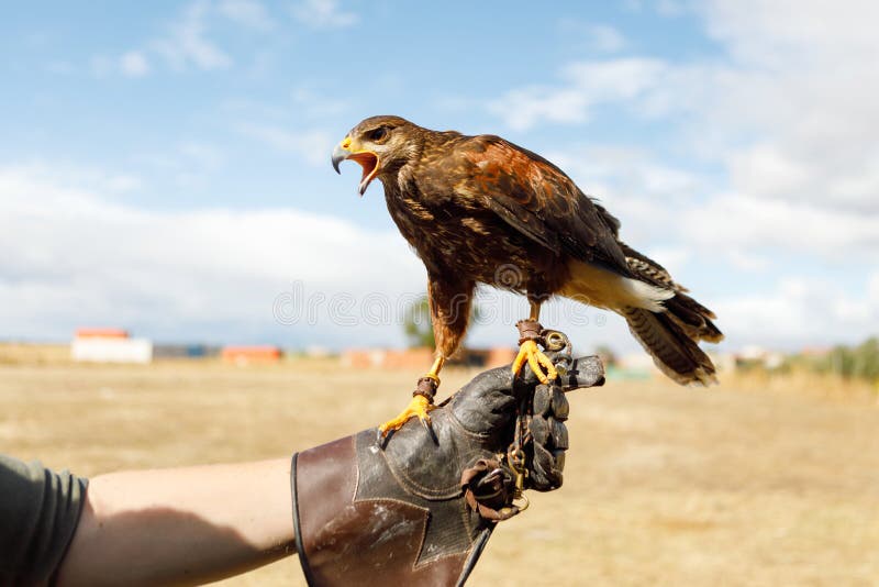 Eagle était perché sur la main de l'homme photos libres de droits Eagle était perché sur la main de l'homme photos libres de droits