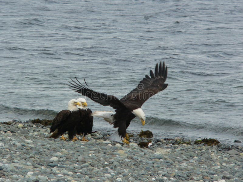 Eagles on the beach