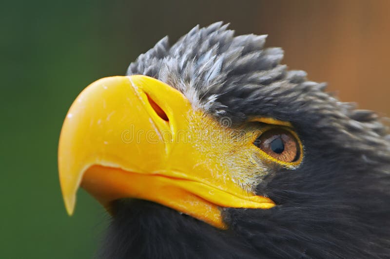 eagle eye color eagle eye color