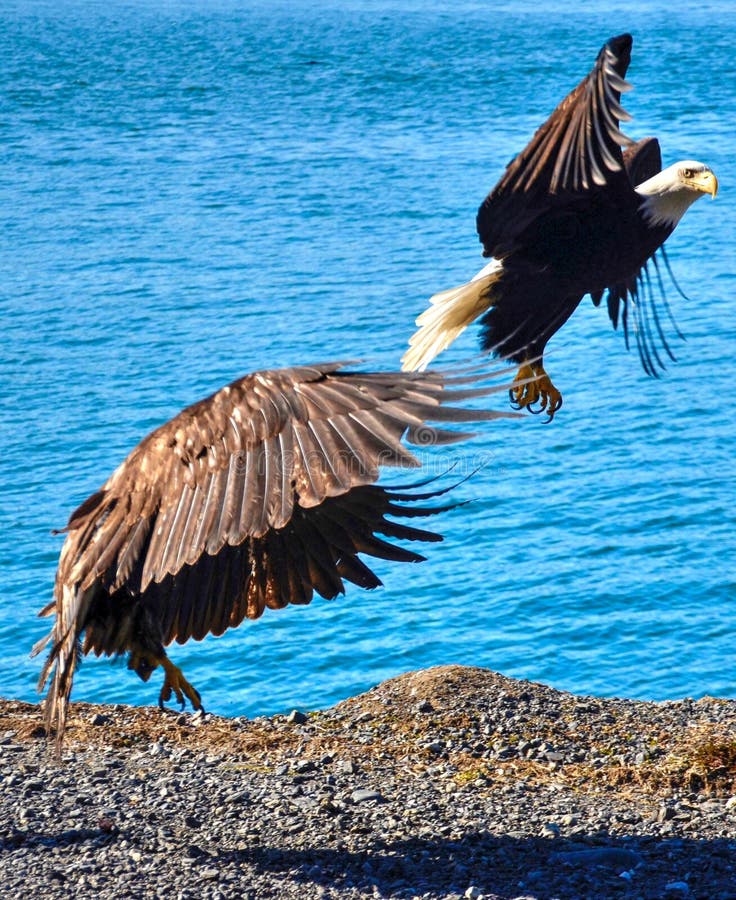 Two Eagles in flight stock image. Image of wind, flight 90966319